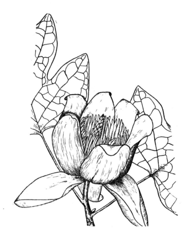 Poplar  Coloring Page